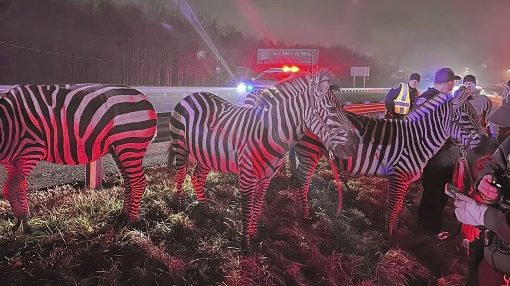 Zebras, camels and flames, oh my! Circus animals rescued after truck catches fire on Indiana highway - MPR News
