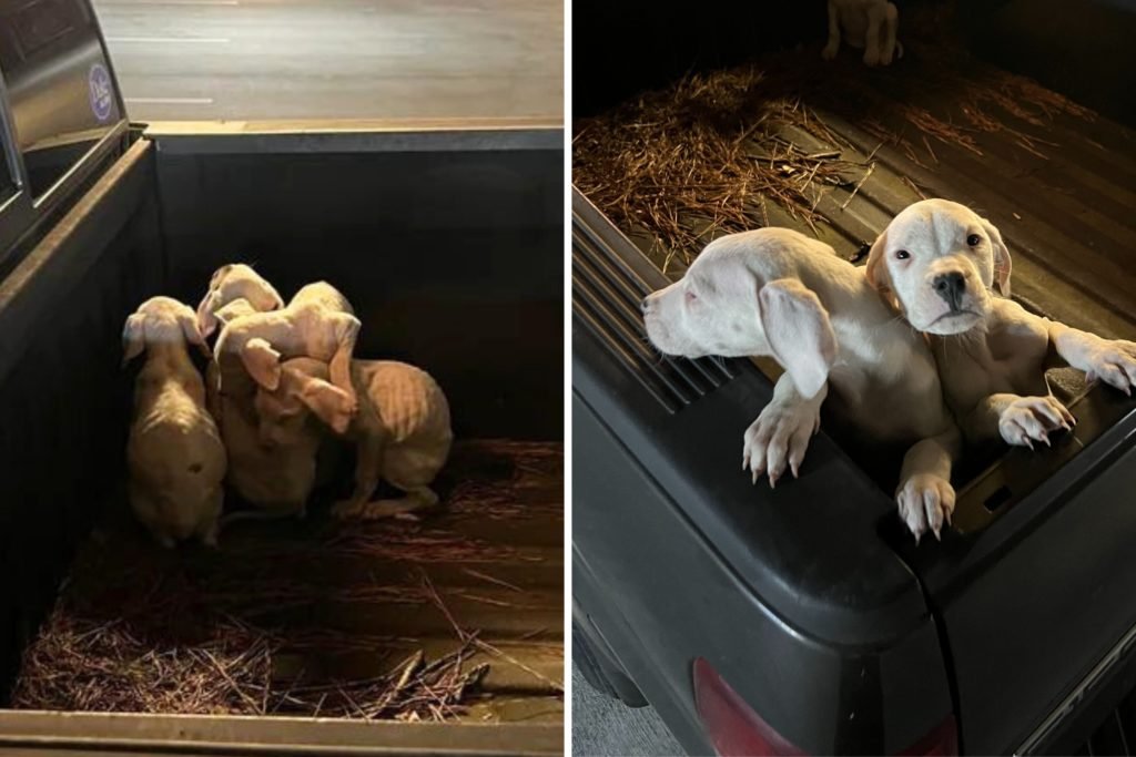 Man Returns to Truck, Finds Litter of Starving Puppies Dumped in the Back - Newsweek