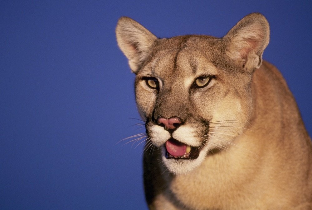Mountain Lions Move into Downtown Oceanside, California, with Deadly Results - Syfy