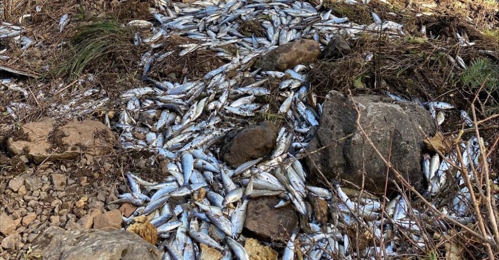 100000 Live Salmon Spilled Off a Truck. Most Landed in a Creek and Lived. - The New York Times