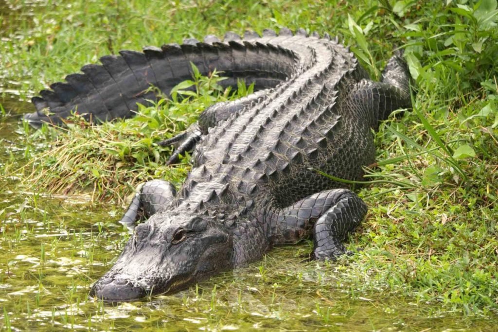 Florida Man Runs Over 11-Foot Alligator with Truck to Save Neighbor from Attack - Yahoo News Canada