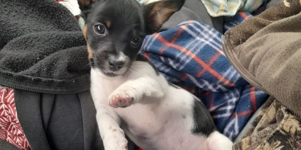 Family searching for puppy stolen out of truck in restaurant parking lot - Fox 12 Oregon