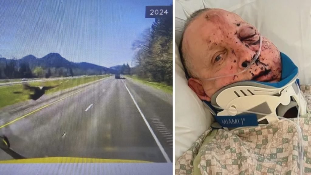 Turkey crashes through truck windshield, hits and injures driver - KGW.com