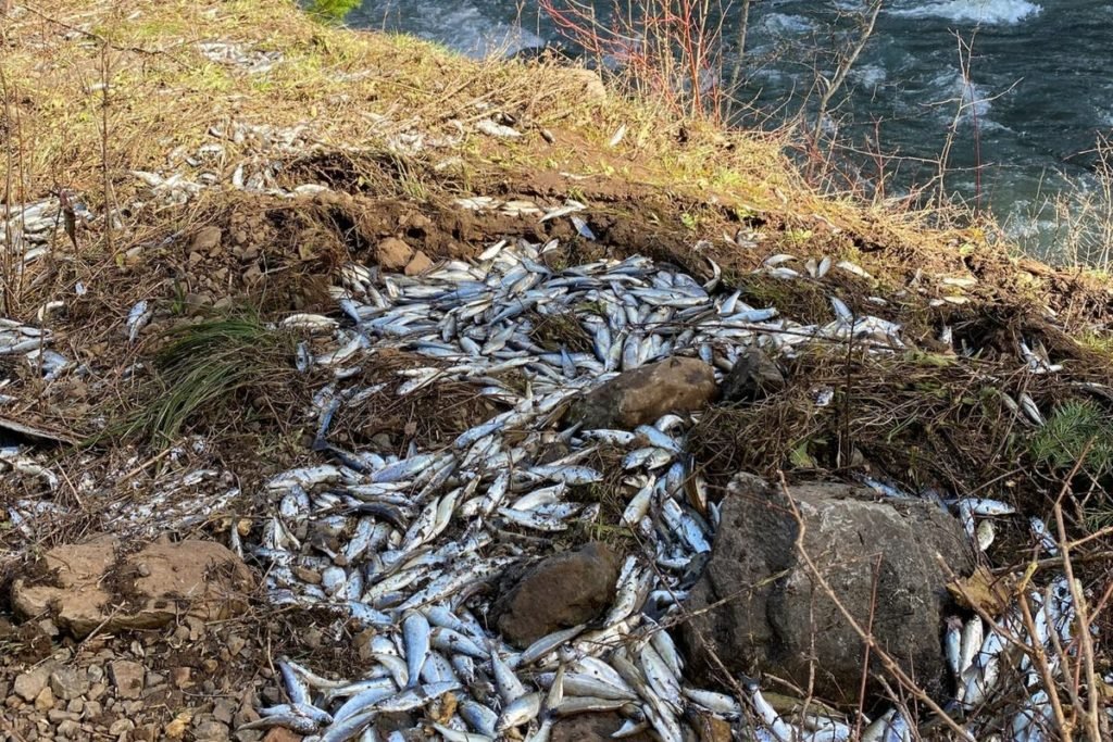 Swim to freedom! Truck carrying 100000 live salmon crashes – tipping fish into creek - The Independent