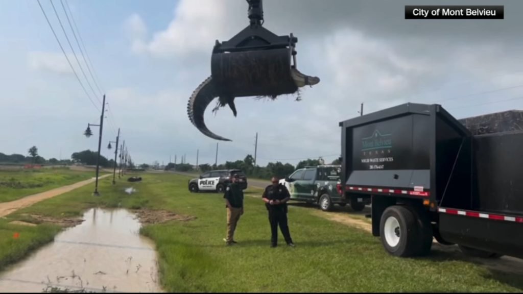 Animal control officers in Texas use trash truck to remove 12-foot alligator | VIDEO - KTRK-TV