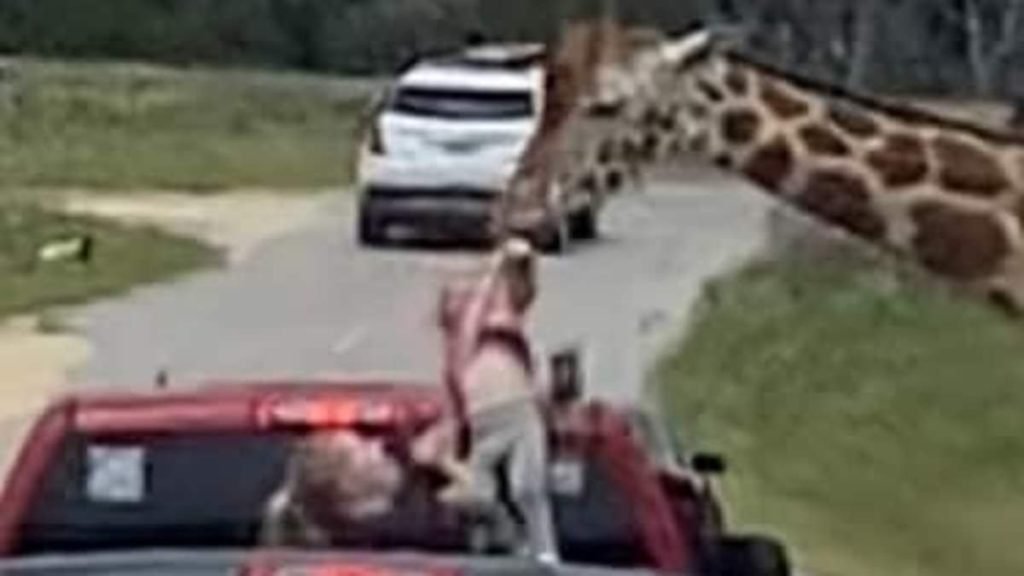 Alarming moment giraffe plucks toddler from family's truck at Texas drive-thru safari as helpless mom tries to - Daily Mail
