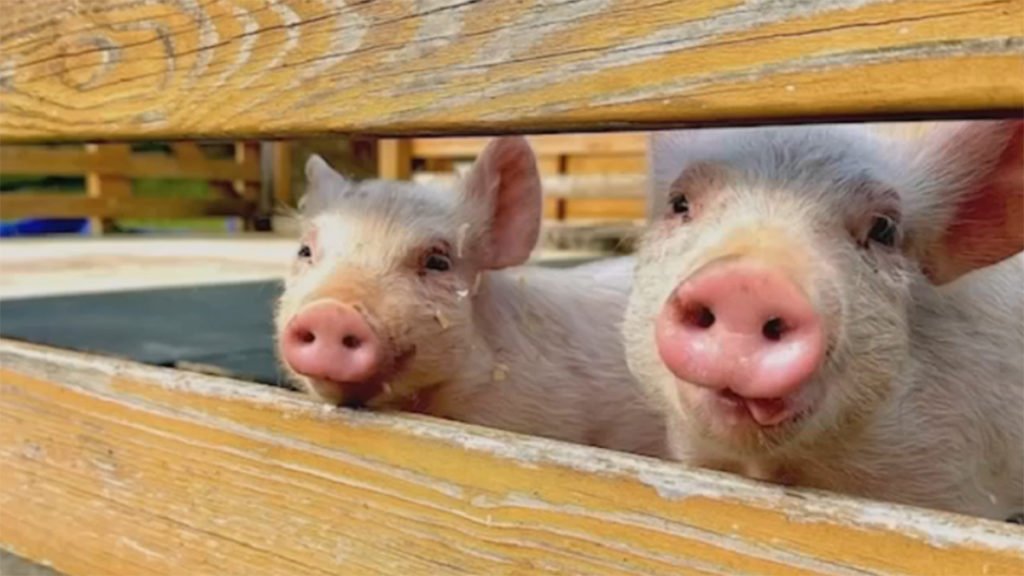 Piglets who jumped off pork truck to freedom now live in Potomac - NBC Washington